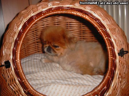 Pekingese Hunde Foto 22239 in höherer Auflösung ansehen Pekingese Lasst mich in Ruhe!