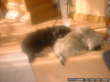 Pekingese Hunde Foto 5474 Pekingese Duffy und Dark Of Empress Tzu - Shi