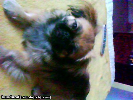 Pekingese Hunde Foto 44870 Pekingese