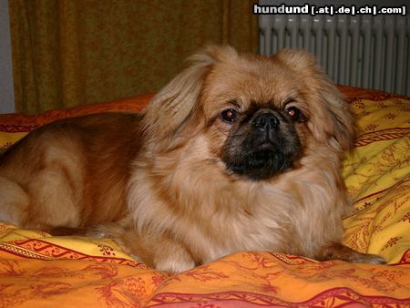 Pekingese Hunde Foto 9281 Pekingese Vuk - der kleine Fuchs
