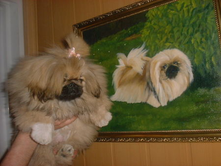 Pekingese Hunde Foto 28221 Pekingese Of Empress Tzu - Shi
