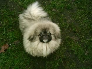 Pekingese Hunde Foto 28298 in höherer Auflösung ansehen Pekingese Pekingesenrüde Zentis