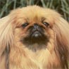 Pekingese, Pekinese, Peking-Palasthund