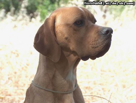 Perdigueiro Portugues Vale Carro Kennel