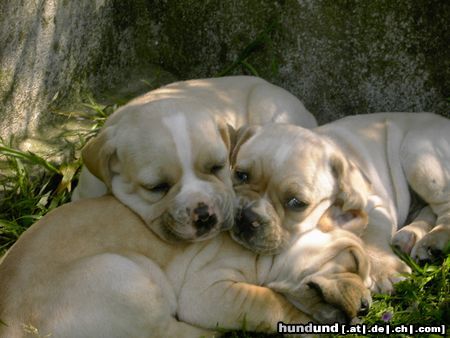 Perdigueiro Portugues Portuguese Pointer Pupps