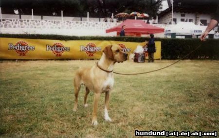 Perdigueiro Portugues Foto- Sintra 2002 Best of Portuguese Breeds