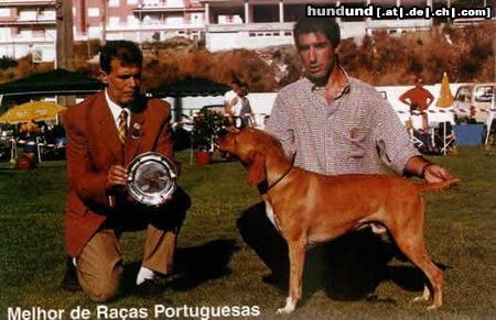 Perdigueiro Portugues Foto- Sintra 2002 Best of Portuguese Breeds