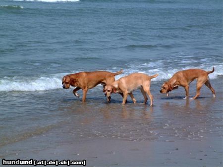 Perdigueiro Portugues Ozi, Pinha und Bonita am Meer