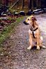 Perdigueiro Portugues Foto: Das ist mein Perdigueiro (ID 2434) Perdigueiro Portugues Hund