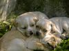 Perdigueiro Portugues Foto: Portuguese Pointer Pupps (ID 10569) Perdigueiro Portugues Hund