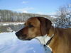 Perdigueiro Portugues Foto: Jacky (Rüde) (ID 42069) Perdigueiro Portugues Hund