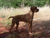 Perdigueiro Portugues Foto: CANIL DE VALE CARRO (ID 9324) Perdigueiro Portugues Hund