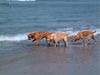 Perdigueiro Portugues Foto: Ozi, Pinha und Bonita am Meer (ID 20931) Perdigueiro Portugues Hund