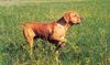 Perdigueiro Portugues Foto: CANIL DE VALE CARRO - VALE CARRO KENNEL BREEDER (ID 9325) Perdigueiro Portugues Hund