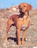 Perdigueiro Portugues Foto: Canil de Vale Carro (ID 9322) Perdigueiro Portugues Hund