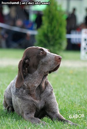 Perdiguero de Burgos Hunde Foto 46392 Perdiguero de Burgos Perdiguero de burgos Hundezüchter