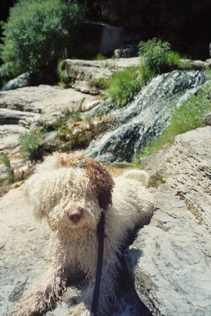 Perro de Agua Espanol