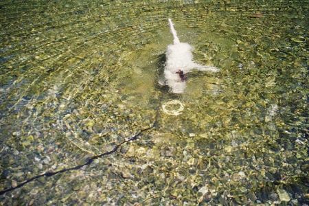 Perro de Agua Espanol