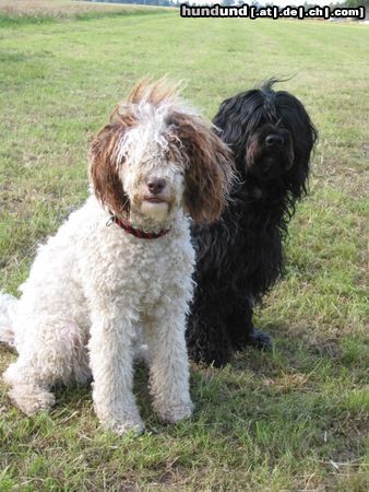 Perro de Agua Espanol Hunde Foto 5822 Perro de Agua Espanol geeny perro & diddl cao dd agua