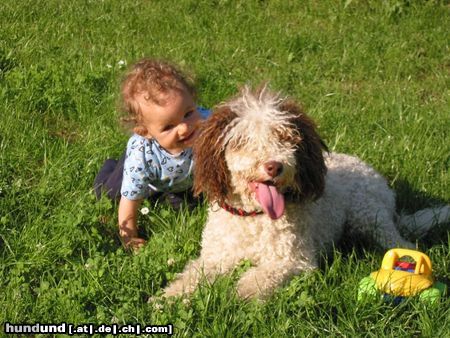 Perro de Agua Espanol Hunde Foto 5833 Perro de Agua Espanol Joy & Geeny beide 1J.!