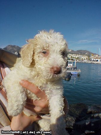 Perro de Agua Espanol Hunde Foto 7653 Perro de Agua Espanol LEONIE