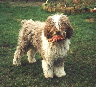 Perro de Agua Espanol Chica