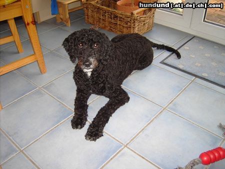 Perro de Agua Espanol Hunde Foto 26445 in höherer Auflösung ansehen Perro de Agua Espanol Cara - 7 Monate, kurzes Fell