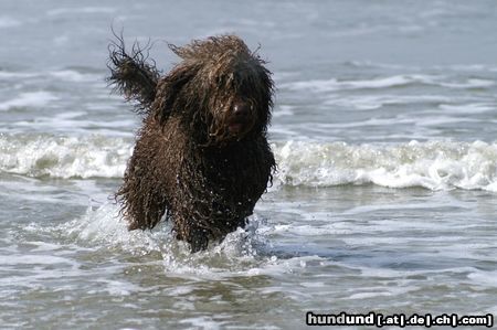 Perro de Agua Espanol Gonnagitcha`s Txomin