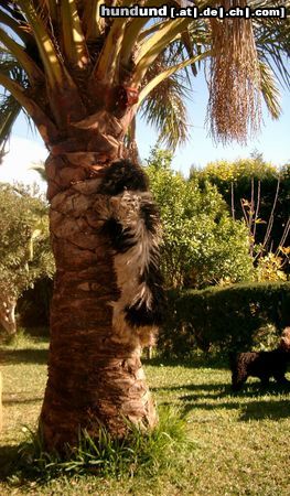Perro de Agua Espanol Hunde Foto 7672 Perro de Agua Espanol Hugo von Simon Garcia, Malaga