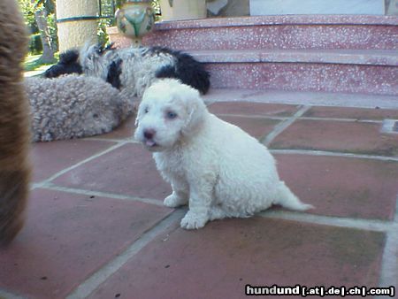 Perro de Agua Espanol Hunde Foto 7652 Perro de Agua Espanol LEONIE