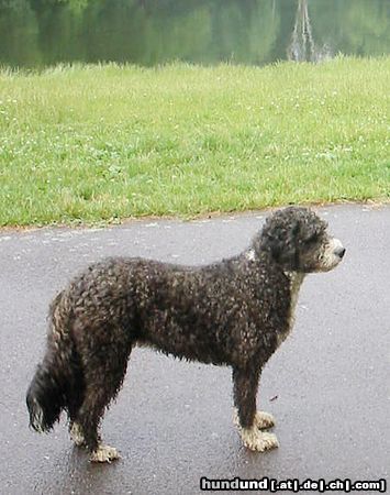 Perro de Agua Espanol Hunde Foto 23562 in höherer Auflösung ansehen Perro de Agua Espanol emma