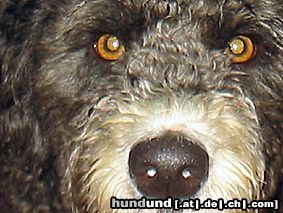 Perro de Agua Espanol Hunde Foto 23560 in höherer Auflösung ansehen Perro de Agua Espanol schau mir in die augen