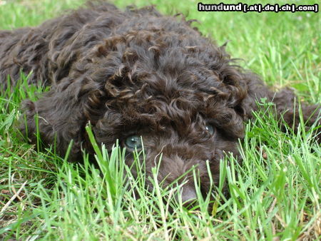 Perro de Agua Espanol Hunde Foto 24773 Perro de Agua Espanol Algun Dias Erobbe