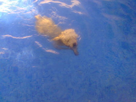 Perro de Agua Espanol Hunde Foto 32833 Perro de Agua Espanol Leon