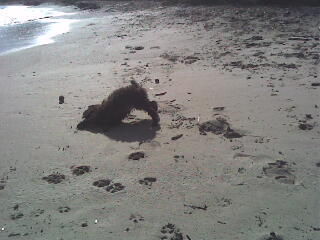 Perro de Agua Espanol Meine Luyse erste mal am Strand,von Costa del los pinos Mallorca