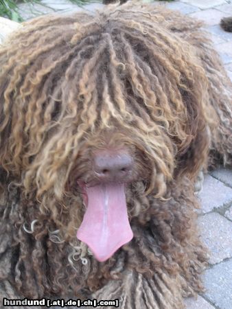 Perro de Agua Espanol Ch. Zoquete La Perrera Flamenca