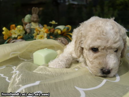 Perro de Agua Espanol Chico wünscht frohe Ostern