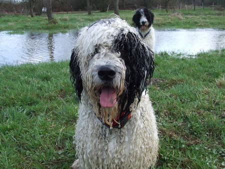 Perro de Agua Espanol Hunde Foto 30570 in höherer Auflösung ansehen Perro de Agua Espanol Oso und Perro