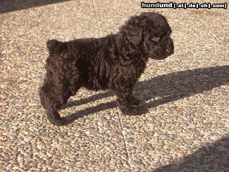 Perro de Agua Espanol Hunde Foto 16383 Perro de Agua Espanol Dardo de La Voz de su Amo
