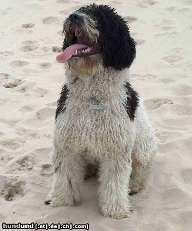 Perro de Agua Espanol Hunde Foto 16419 Perro de Agua Espanol