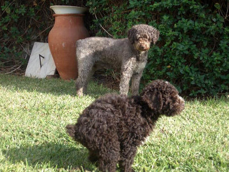 Perro de Agua Espanol Hunde Foto 27009 Perro de Agua Espanol Dolmen von Oliva und Oliva