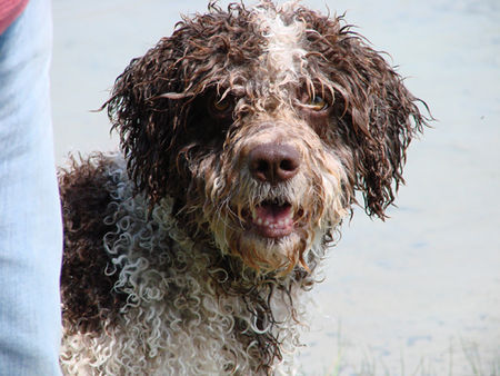 Perro de Agua Espanol Hunde Foto 39697 in höherer Auflösung ansehen Perro de Agua Espanol jacinto, alias alicante bei baden