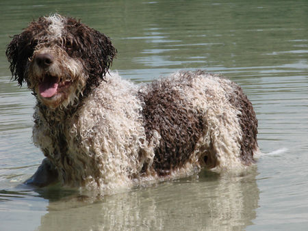 Perro de Agua Espanol jacinto, alias alicante bei baden_