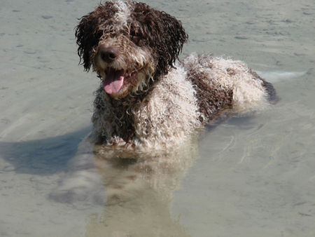 Perro de Agua Espanol jacinto, alias alicante bei baden_