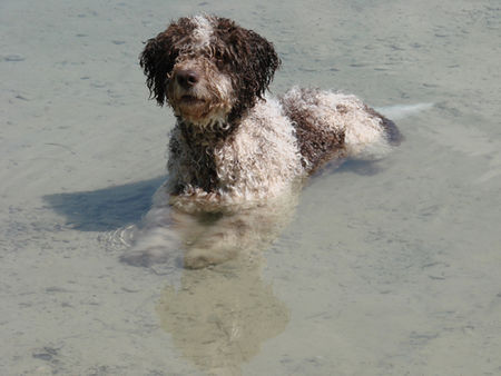 Perro de Agua Espanol jacinto, alias alicante bei baden_