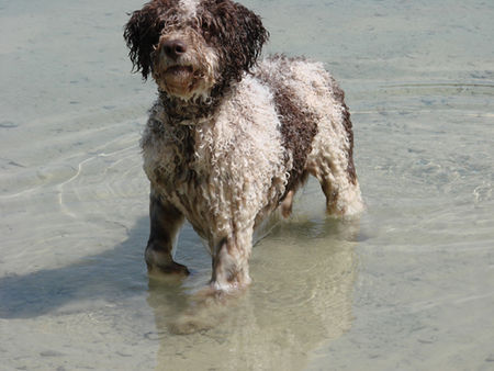 Perro de Agua Espanol jacinto, alias alicante bei baden_