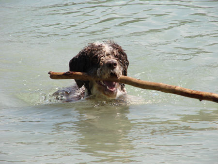 Perro de Agua Espanol jacinto, alias alicante bei baden_