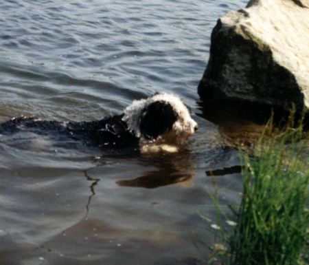 Perro de Agua Espanol Hunde Foto 1529 Perro de Agua Espanol Gino