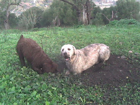 Perro de Agua Espanol Bolle mit Luyse im Garten,wie immer am Buddeln.03.01.07
