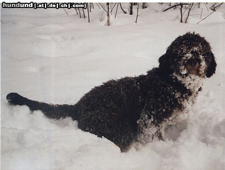 Perro de Agua Espanol Hunde Foto 5827 Perro de Agua Espanol spanischer schneehund
